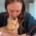 Rescue Cat's Polite Workday Interruptions Captivate Millions Online