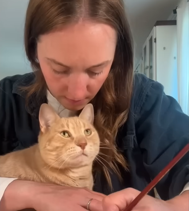 Rescue Cat's Polite Workday Interruptions Captivate Millions Online