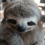 Sloth René Defies Odds with Miraculous Recovery from Shattered Arm