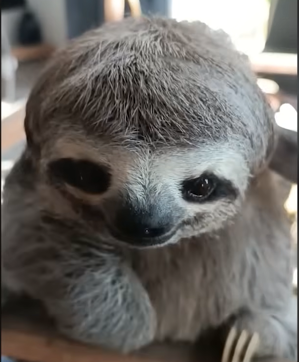 Sloth René Defies Odds with Miraculous Recovery from Shattered Arm