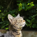 Blind and Deaf Senior Cat Chunks Captivates Hearts with Remarkable Adoption Triumph