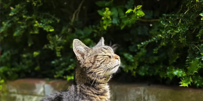 Blind and Deaf Senior Cat Chunks Captivates Hearts with Remarkable Adoption Triumph