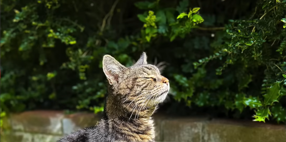 Blind and Deaf Senior Cat Chunks Captivates Hearts with Remarkable Adoption Triumph