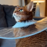 Cat's Itchy Mystery Unraveled: Allergy Test Implicates Human Dander Over Family Dog