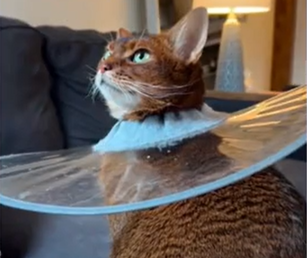 Cat's Itchy Mystery Unraveled: Allergy Test Implicates Human Dander Over Family Dog