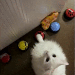 Deaf Rescue Cat Huckleberry Chooses Training Over Treats Using Talking Buttons