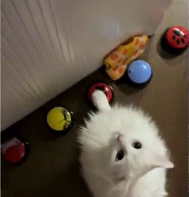 Deaf Rescue Cat Huckleberry Chooses Training Over Treats Using Talking Buttons