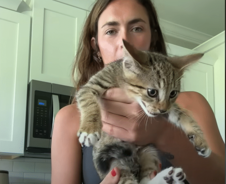 Runner Returns from Jog with Surprise Kitten Companion: The Cat Chose Her