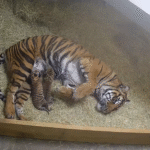 Dallas Zoo Turns to Public for Name of Rare Sumatran Tiger Cub
