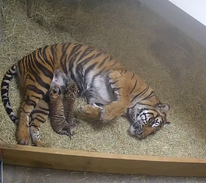 Dallas Zoo Turns to Public for Name of Rare Sumatran Tiger Cub