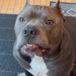 Meet Pork Roll: The Instagram Dog Who Feels Emotions with Overwhelming Intensity