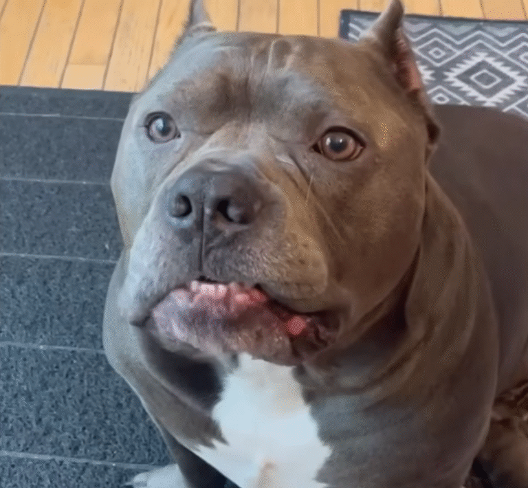 Meet Pork Roll: The Instagram Dog Who Feels Emotions with Overwhelming Intensity