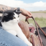 Barn Cat Keith Selects Ranch Visitor Angela as His Forever Mom