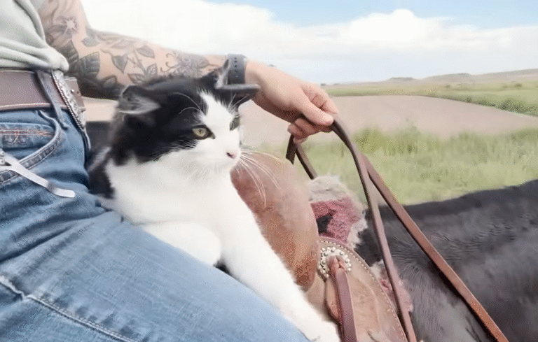 Barn Cat Keith Selects Ranch Visitor Angela as His Forever Mom