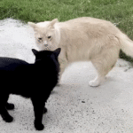 Antisocial Orange Cat Discovers Unlikely Soulmate in Black Stray