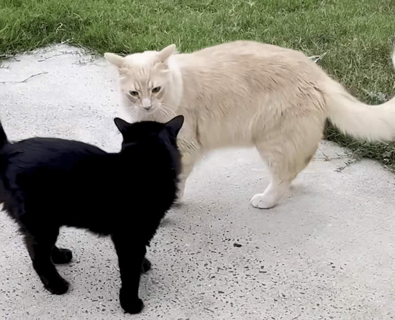 Antisocial Orange Cat Discovers Unlikely Soulmate in Black Stray