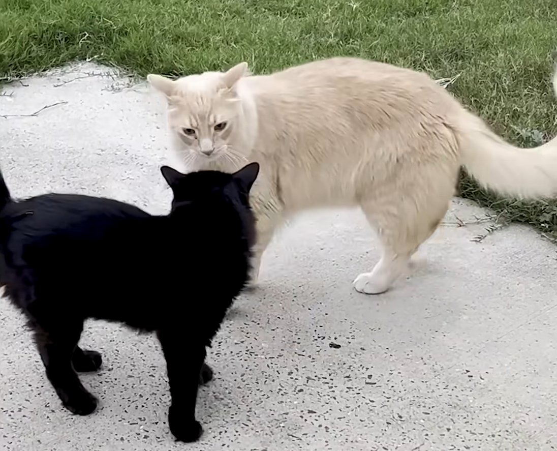 Antisocial Orange Cat Discovers Unlikely Soulmate in Black Stray