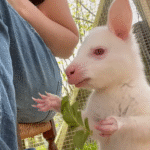 Orphaned Wallaby Joey Thrives After Year in Rescuer's Homemade Pouch