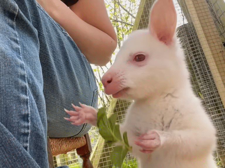Orphaned Wallaby Joey Thrives After Year in Rescuer's Homemade Pouch