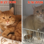 Bloomfield Shelter's Emotional Reunion: Cat Carlton Returned After Seven Years, Facing New Health Battle