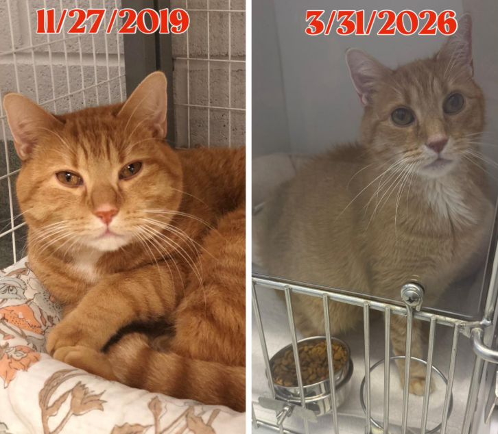 Bloomfield Shelter's Emotional Reunion: Cat Carlton Returned After Seven Years, Facing New Health Battle