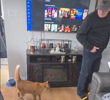 Stray Orange Tabby Shadows Reluctant Dad, Igniting Viral Heartwarming Tale