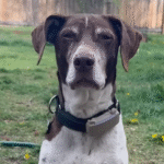 Dog Rescued from Snowstorm Finds Way Back to Original Foster Dad After 12 Years