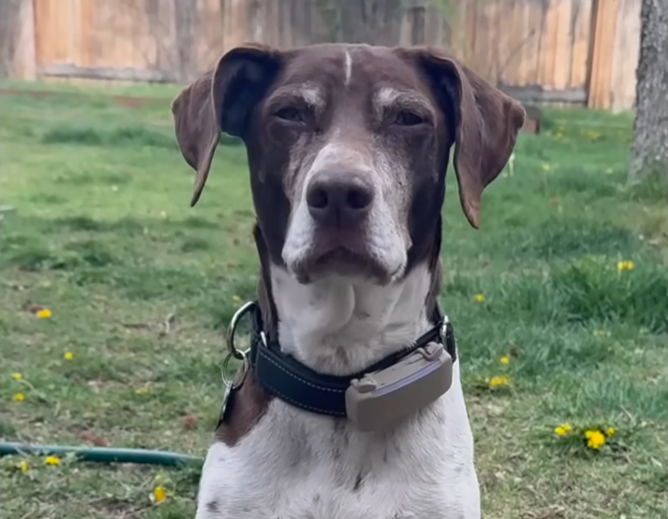 Dog Rescued from Snowstorm Finds Way Back to Original Foster Dad After 12 Years