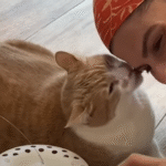 Rescue Cat Bea's Slipper Gifts and Weight Loss Journey Warm Hearts Worldwide