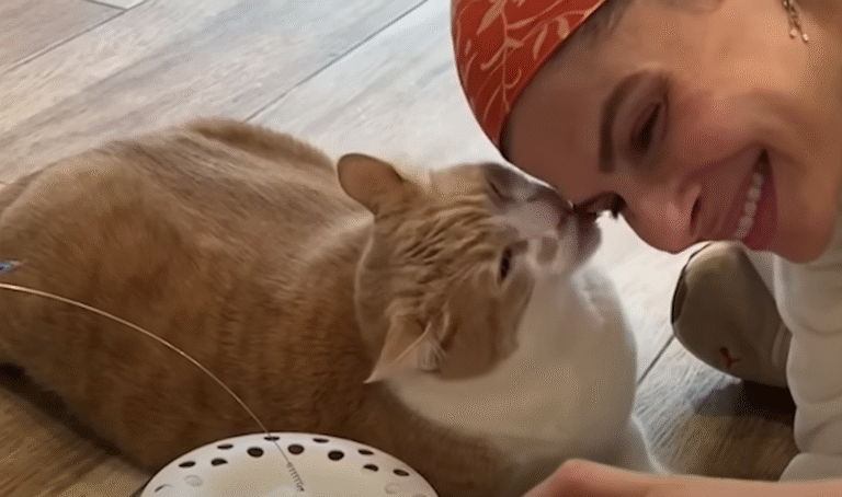 Rescue Cat Bea's Slipper Gifts and Weight Loss Journey Warm Hearts Worldwide