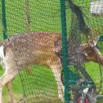 Fallow Deer Battles Cricket Netting for Hours Before Wildlife Aid Heroes Swoop In