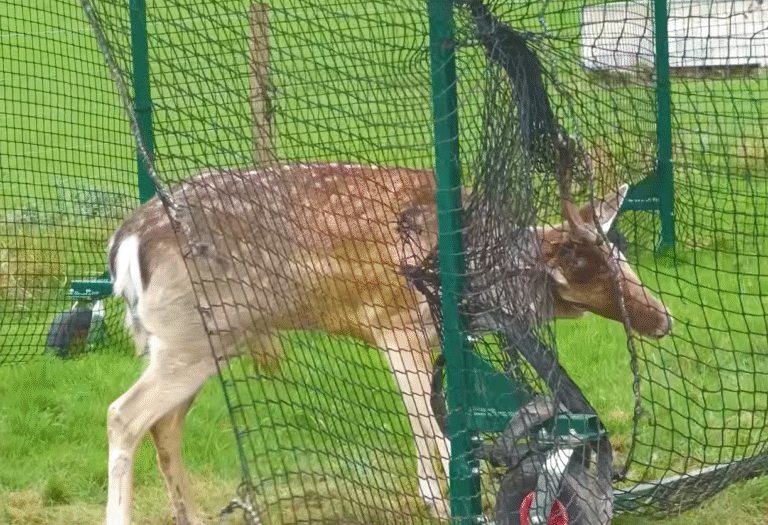 Fallow Deer Battles Cricket Netting for Hours Before Wildlife Aid Heroes Swoop In