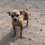 University Student Rescues Tiny Chihuahua on Hurried Walk to Class