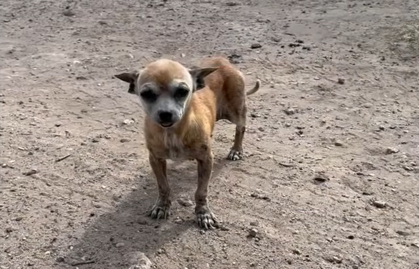 University Student Rescues Tiny Chihuahua on Hurried Walk to Class