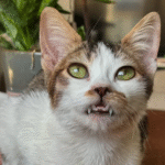Vampire Cat Captain: The Tiny Feline with Oversized Fangs Winning the Internet