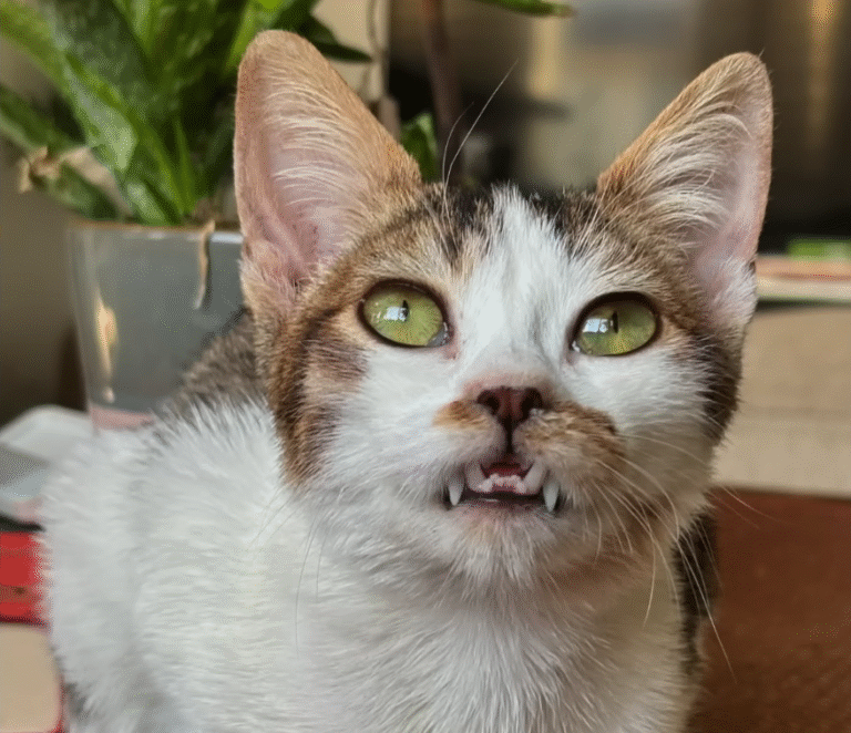 Vampire Cat Captain: The Tiny Feline with Oversized Fangs Winning the Internet