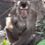 Chained Monkey Sen's Stunning Turnaround from Self-Harm to Sanctuary Joy