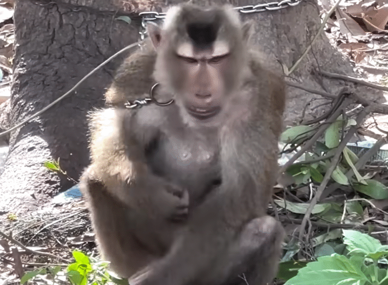 Chained Monkey Sen's Stunning Turnaround from Self-Harm to Sanctuary Joy