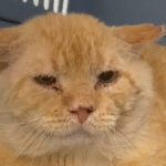 From Frail Street Wanderer to Cherished Companion: The 'Grandpa' Cat Rescue Captivating Thousands