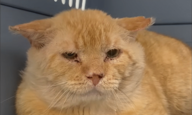 From Frail Street Wanderer to Cherished Companion: The 'Grandpa' Cat Rescue Captivating Thousands