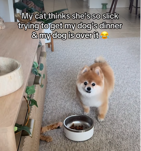 Pomeranian's Dinner Ambush: Sneaky Cat Paw Sparks Frozen Stare-Down