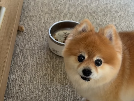 Pomeranian's Dinner Ambush: Sneaky Cat Paw Sparks Frozen Stare-Down