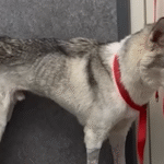 Miracle Husky Wolf Beats Zero Survival Odds in Inspiring Rescue Saga