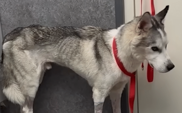 Miracle Husky Wolf Beats Zero Survival Odds in Inspiring Rescue Saga