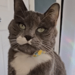 Clever Cat Digit Pretends to Know English, Captivating Pet Lovers Everywhere