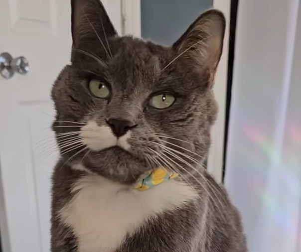Clever Cat Digit Pretends to Know English, Captivating Pet Lovers Everywhere