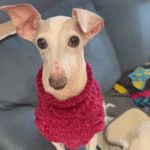 Half-Jaw Dog Mister Mouse Bounds into Freedom After Seven Years of Breeding Torment