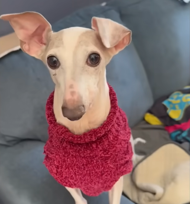 Half-Jaw Dog Mister Mouse Bounds into Freedom After Seven Years of Breeding Torment