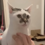 Doll-Sized Dwarf Cat Yuna Defies Odds with Loving Adoption After Shelter Snubs