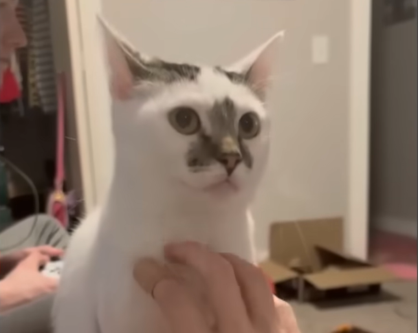 Doll-Sized Dwarf Cat Yuna Defies Odds with Loving Adoption After Shelter Snubs